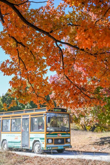 (251018) -- TONGLIAO, Oct. 18, 2025 (Xinhua) -- Tourists visit a forest park in Horqin Left Wing Rear Banner of Tongliao City, north China's Inner Mongolia Autonomous Region, Oct. 18, 2025. (Xinhua/Lian Zhen)