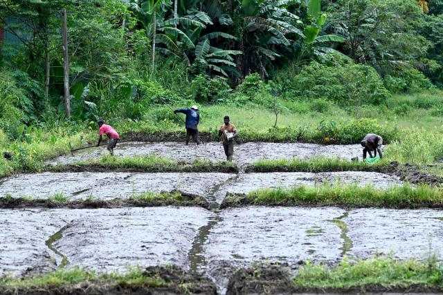 (251018) -- COLOMBO, Oct. 18, 2025 (Xinhua) -- Farmers work in a field during the Maha Cultivation Season in Colombo, Sri Lanka, on Oct. 18, 2025. (Photo by Gayan Sameera/Xinhua)