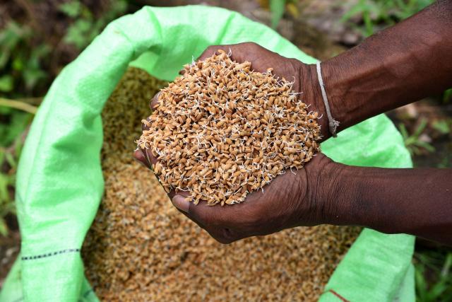 (251018) -- COLOMBO, Oct. 18, 2025 (Xinhua) -- A farmer holds sprouted paddy seeds prepared for cultivation in Colombo, Sri Lanka, on Oct. 18, 2025. (Photo by Gayan Sameera/Xinhua)