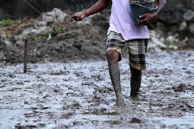 (251018) -- COLOMBO, Oct. 18, 2025 (Xinhua) -- A farmer works in a field during the Maha Cultivation Season in Colombo, Sri Lanka, on Oct. 18, 2025. (Photo by Gayan Sameera/Xinhua)