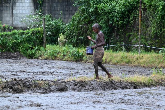 (251018) -- COLOMBO, Oct. 18, 2025 (Xinhua) -- A farmer works in a field during the Maha Cultivation Season in Colombo, Sri Lanka, on Oct. 18, 2025. (Photo by Gayan Sameera/Xinhua)