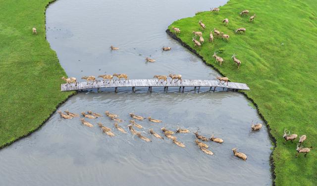 (251018) -- BEIJING, Oct. 18, 2025 (Xinhua) -- An aerial drone photo shows a group of milu deer crossing a river at a wetland park in Jiangyan District, Taizhou City, east China's Jiangsu Province, Oct. 17, 2025. (Photo by Zhou Shegen/Xinhua)