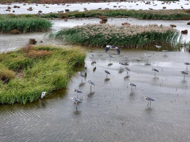 (251018) -- BEIJING, Oct. 18, 2025 (Xinhua) -- A drone photo shows a flock of migratory birds at Haizhou Bay National Marine Park in Lianyungang City, east China's Jiangsu Province, Oct. 18, 2025. (Photo by Wang Chun/Xinhua)