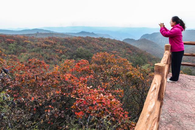 (251018) -- BEIJING, Oct. 18, 2025 (Xinhua) -- A tourist takes photos of the red foliage at Jinjialing Mountain in Qingtianhe scenic area, Boai County, Jiaozuo City, central China's Henan Province, Oct. 16, 2025. (Photo by Cheng Quan/Xinhua)