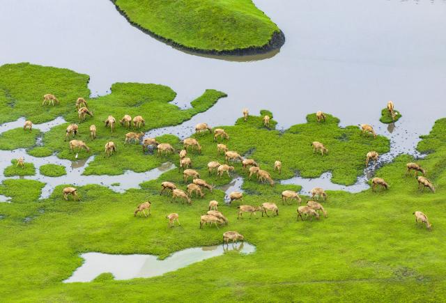 (251018) -- BEIJING, Oct. 18, 2025 (Xinhua) -- An aerial drone photo shows a group of milu deer at a wetland park in Jiangyan District, Taizhou City, east China's Jiangsu Province, Oct. 17, 2025. (Photo by Zhou Shegen/Xinhua)