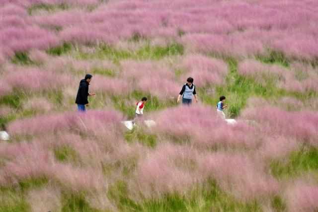 (251018) -- BEIJING, Oct. 18, 2025 (Xinhua) -- Tourists have fun amid flowers at a square in Yantai, east China's Shandong Province, Oct. 17, 2025. (Photo by Sun Wentan/Xinhua)