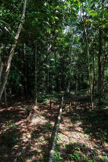 (251019) -- AMAZONAS, Oct. 19, 2025 (Xinhua) -- This photo taken on Oct. 17, 2025 shows pipelines stretching through the tropical rainforest at the Urucu Oil and Gas Production Field in the state of Amazonas, Brazil.
  The Urucu Oil and Gas Production Field, located in the heart of Brazil's Amazonas state, is one of the country's most important onshore oil and gas production bases. 
  Surrounded by pristine rainforest, it has operated steadily since its start-up in 1988, supplying oil and natural gas that support energy needs across northern Brazil. 
  According to its operator Petrobras, the field has preserved about 98 percent of its area as native forest, carries out rainwater recycling, waste recovery, and reforestation programs and plants more than 1.5 million native trees. (Xinhua/Wang Tiancong)