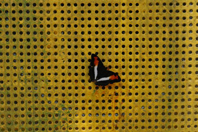 (251019) -- AMAZONAS, Oct. 19, 2025 (Xinhua) -- This photo taken on Oct. 17, 2025 shows a butterfly resting on the surface of a facility at the Urucu Oil and Gas Production Field in the state of Amazonas, Brazil.
  The Urucu Oil and Gas Production Field, located in the heart of Brazil's Amazonas state, is one of the country's most important onshore oil and gas production bases. 
  Surrounded by pristine rainforest, it has operated steadily since its start-up in 1988, supplying oil and natural gas that support energy needs across northern Brazil. 
  According to its operator Petrobras, the field has preserved about 98 percent of its area as native forest, carries out rainwater recycling, waste recovery, and reforestation programs and plants more than 1.5 million native trees. (Xinhua/Wang Tiancong)
