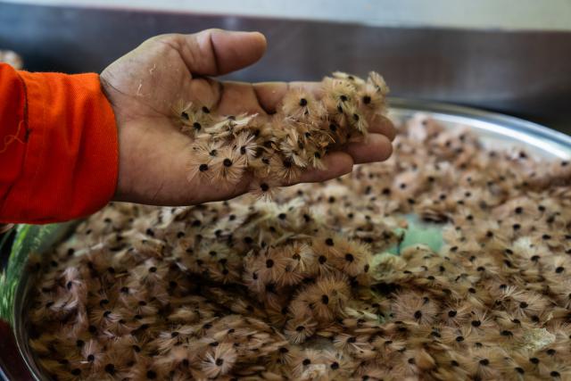 (251019) -- AMAZONAS, Oct. 19, 2025 (Xinhua) -- A worker examines seeds used for cultivating tropical rainforest vegetation at the Urucu Oil and Gas Production Field in the state of Amazonas, Brazil, Oct. 17, 2025.
  The Urucu Oil and Gas Production Field, located in the heart of Brazil's Amazonas state, is one of the country's most important onshore oil and gas production bases. 
  Surrounded by pristine rainforest, it has operated steadily since its start-up in 1988, supplying oil and natural gas that support energy needs across northern Brazil. 
  According to its operator Petrobras, the field has preserved about 98 percent of its area as native forest, carries out rainwater recycling, waste recovery, and reforestation programs and plants more than 1.5 million native trees. (Xinhua/Wang Tiancong)