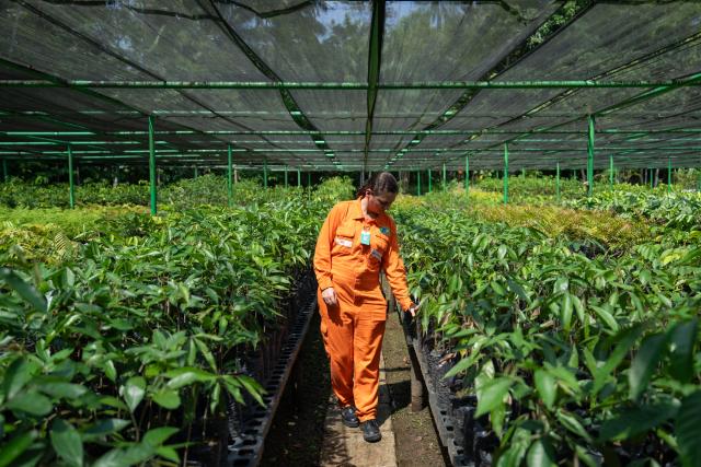 (251019) -- AMAZONAS, Oct. 19, 2025 (Xinhua) -- A worker checks the growth of seedlings at the ecological nursery of the Urucu Oil and Gas Production Field in the state of Amazonas, Brazil, on Oct. 17, 2025.
  The Urucu Oil and Gas Production Field, located in the heart of Brazil's Amazonas state, is one of the country's most important onshore oil and gas production bases. 
  Surrounded by pristine rainforest, it has operated steadily since its start-up in 1988, supplying oil and natural gas that support energy needs across northern Brazil. 
  According to its operator Petrobras, the field has preserved about 98 percent of its area as native forest, carries out rainwater recycling, waste recovery, and reforestation programs and plants more than 1.5 million native trees. (Xinhua/Wang Tiancong)