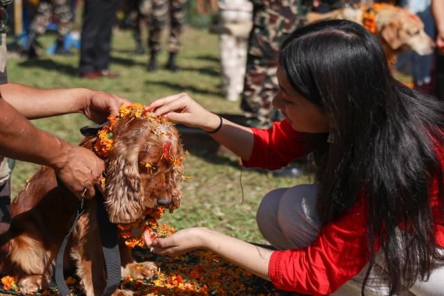 (251020) -- BHAKTAPUR, Oct. 20, 2025 (Xinhua) -- A dog is worshiped during the celebration of the Kukur Tihar festival at an army barracks in Bhaktapur, Nepal, Oct. 20, 2025. The festival is celebrated to honor the loyalty and services of dogs. (Photo by Sulav Shrestha/Xinhua)