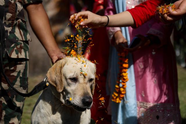 (251020) -- BHAKTAPUR, Oct. 20, 2025 (Xinhua) -- A dog is worshiped during the celebration of the Kukur Tihar festival at an army barracks in Bhaktapur, Nepal, Oct. 20, 2025. The festival is celebrated to honor the loyalty and services of dogs. (Photo by Sulav Shrestha/Xinhua)