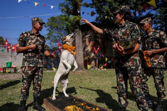 (251020) -- BHAKTAPUR, Oct. 20, 2025 (Xinhua) -- A dog is worshiped during the celebration of the Kukur Tihar festival at an army barracks in Bhaktapur, Nepal, Oct. 20, 2025. The festival is celebrated to honor the loyalty and services of dogs. (Photo by Sulav Shrestha/Xinhua)
