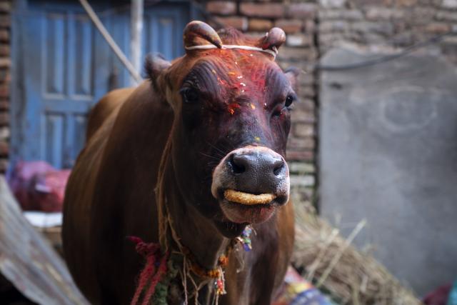 (251021) -- LALITPUR, Oct. 21, 2025 (Xinhua) -- A cow is worshiped during Tihar, also known as the festival of lights, in Lalitpur, Nepal, Oct. 21, 2025. (Photo by Hari Maharjan/Xinhua)