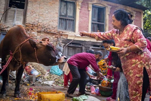 (251021) -- LALITPUR, Oct. 21, 2025 (Xinhua) -- A cow is worshiped during Tihar, also known as the festival of lights, in Lalitpur, Nepal, Oct. 21, 2025. (Photo by Hari Maharjan/Xinhua)