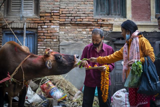 (251021) -- LALITPUR, Oct. 21, 2025 (Xinhua) -- A cow is worshiped during Tihar, also known as the festival of lights, in Lalitpur, Nepal, Oct. 21, 2025. (Photo by Hari Maharjan/Xinhua)