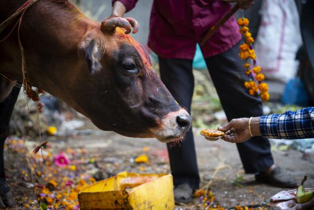 (251021) -- LALITPUR, Oct. 21, 2025 (Xinhua) -- A cow is worshiped during Tihar, also known as the festival of lights, in Lalitpur, Nepal, Oct. 21, 2025. (Photo by Hari Maharjan/Xinhua)