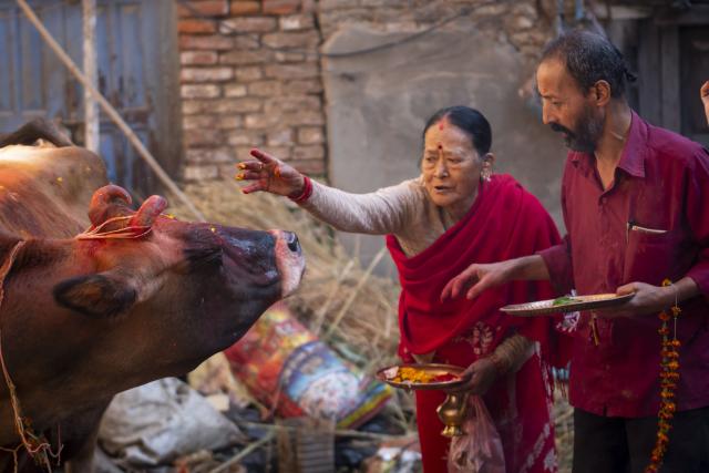 (251021) -- LALITPUR, Oct. 21, 2025 (Xinhua) -- A cow is worshiped during Tihar, also known as the festival of lights, in Lalitpur, Nepal, Oct. 21, 2025. (Photo by Hari Maharjan/Xinhua)