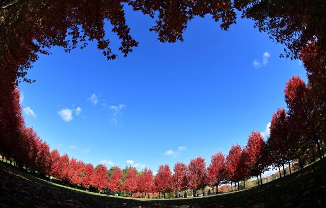 (251021) -- TORONTO, Oct. 21, 2025 (Xinhua) -- This photo taken on Oct. 20, 2025 shows the scenery of a park in Markham, Ontario, Canada.
  Autumn is in full swing in the Greater Toronto Area of Ontario, Canada. (Photo by Yang Shu/Xinhua)