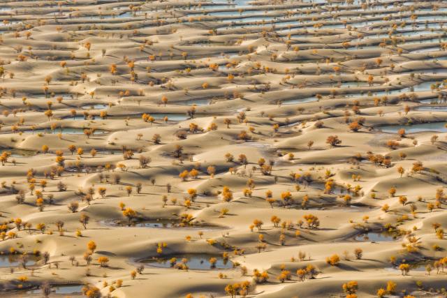 (251021) -- HOTAN, Oct. 21, 2025 (Xinhua) -- An aerial drone photo taken on Oct. 20, 2025 shows the scenery of populus euphratica forests dotted on a lake in Hotan County of the Hotan Prefecture, northwest China's Xinjiang Uygur Autonomous Region. Populus euphratica forests in Hotan of Xinjiang have entered the best viewing period recently, presenting a breathtaking autumn scene. (Xinhua/Xin Yuewei)