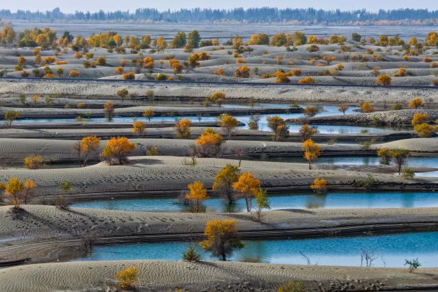 (251021) -- HOTAN, Oct. 21, 2025 (Xinhua) -- An aerial drone photo taken on Oct. 20, 2025 shows the scenery of populus euphratica forests on a lake in Hotan County of the Hotan Prefecture, northwest China's Xinjiang Uygur Autonomous Region. Populus euphratica forests in Hotan of Xinjiang have entered the best viewing period recently, presenting a breathtaking autumn scene. (Xinhua/Xin Yuewei)
