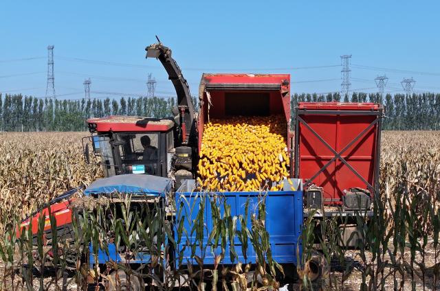 (251021) -- TIANJIN, Oct. 21, 2025 (Xinhua) -- An aerial drone photo taken on Oct. 21, 2025 shows a reaper harvesting corns in Xiawotou Township of Jizhou District, north China's Tianjin. (Xinhua/Li Ran)