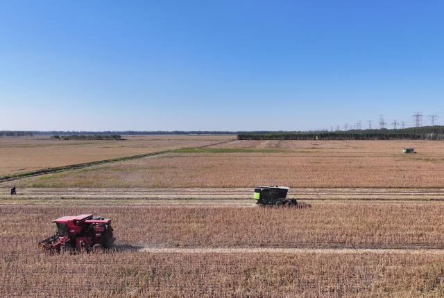 (251021) -- TIANJIN, Oct. 21, 2025 (Xinhua) -- An aerial drone photo taken on Oct. 21, 2025 shows reapers harvesting soy beans in Xiawotou Township of Jizhou District, north China's Tianjin. (Xinhua/Li Ran)