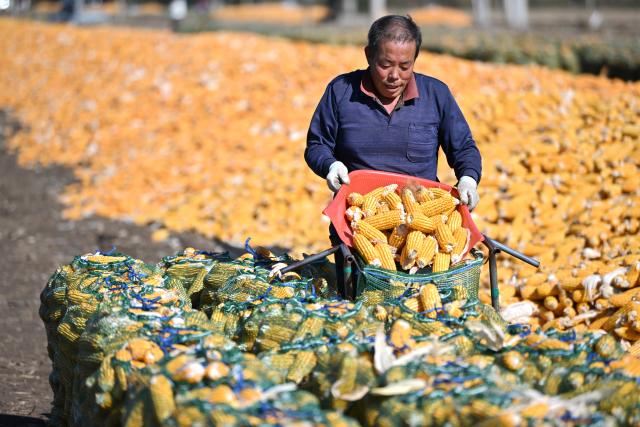 (251021) -- TIANJIN, Oct. 21, 2025 (Xinhua) -- A farmer harvests corns in Xiawotou Township of Jizhou District, north China's Tianjin, Oct. 21, 2025. (Xinhua/Li Ran)