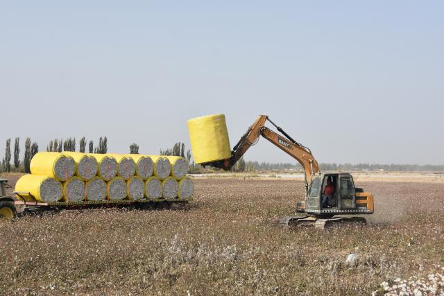 (251021) -- AKSU(XINJIANG), Oct. 21, 2025 (Xinhua) -- A bundle of newly harvested cotton is loaded onto a truck in a field in Xayar County of Aksu, northwest China's Xinjiang Uygur Autonomous Region, Oct. 21, 2025. The harvest season of cotton has started in Xayar County. (Xinhua/Gu Yu)