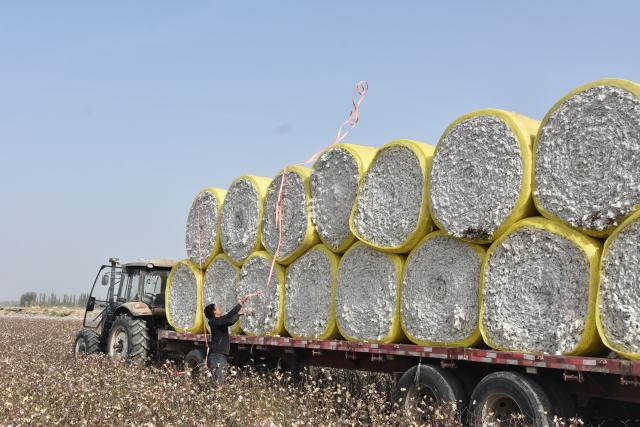 (251021) -- AKSU(XINJIANG), Oct. 21, 2025 (Xinhua) -- A villager loads bundles of newly harvested cotton in a field in Xayar County of Aksu, northwest China's Xinjiang Uygur Autonomous Region, Oct. 21, 2025. The harvest season of cotton has started in Xayar County. (Xinhua/Gu Yu)