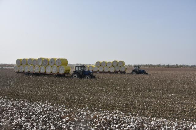 (251021) -- AKSU(XINJIANG), Oct. 21, 2025 (Xinhua) -- Bundles of harvested cotton are transported to factory in a field in Xayar County of Aksu, northwest China's Xinjiang Uygur Autonomous Region, Oct. 21, 2025. The harvest season of cotton has started in Xayar County. (Xinhua/He Xiaotong)
