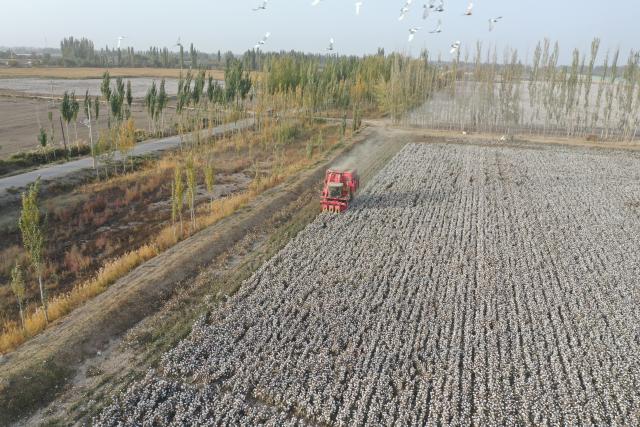 (251021) -- AKSU(XINJIANG), Oct. 21, 2025 (Xinhua) -- An aerial drone photo shows a cotton picker operating in a field in Xayar County of Aksu, northwest China's Xinjiang Uygur Autonomous Region, Oct. 21, 2025. The harvest season of cotton has started in Xayar County. (Xinhua/Su Chuanyi)