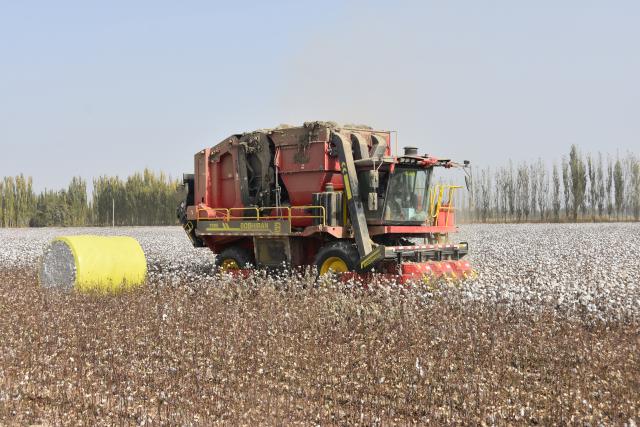 (251021) -- AKSU(XINJIANG), Oct. 21, 2025 (Xinhua) -- A cotton picker operates in a field in Xayar County of Aksu, northwest China's Xinjiang Uygur Autonomous Region, Oct. 21, 2025. The harvest season of cotton has started in Xayar County. (Xinhua/Jia Zhao)