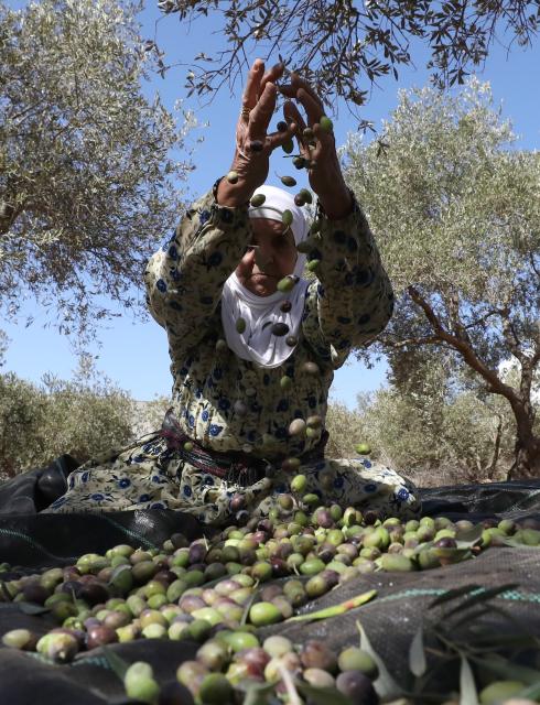(251021) -- NABLUS, Oct. 21, 2025 (Xinhua) -- A Palestinian shows newly harvested olives at Salem village near the West Bank city of Nablus, Oct. 21, 2025. (Photo by Nidal Eshtayeh/Xinhua)