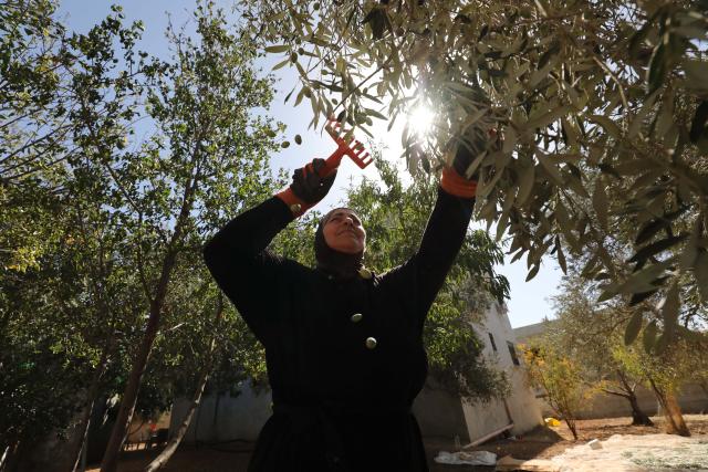 (251021) -- NABLUS, Oct. 21, 2025 (Xinhua) -- A Palestinian collects olives at Salem village near the West Bank city of Nablus, Oct. 21, 2025. (Photo by Nidal Eshtayeh/Xinhua)
