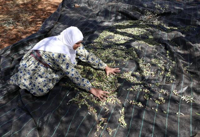 (251021) -- NABLUS, Oct. 21, 2025 (Xinhua) -- A Palestinian shows newly harvested olives at Salem village near the West Bank city of Nablus, Oct. 21, 2025. (Photo by Nidal Eshtayeh/Xinhua)