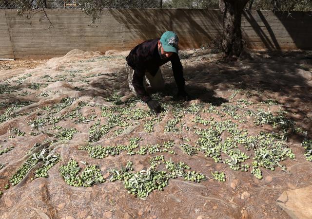 (251021) -- NABLUS, Oct. 21, 2025 (Xinhua) -- A Palestinian shows newly harvested olives at Salem village near the West Bank city of Nablus, Oct. 21, 2025. (Photo by Nidal Eshtayeh/Xinhua)