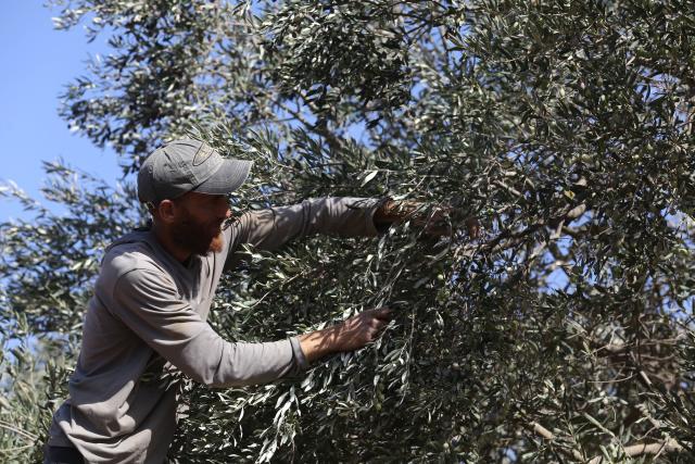 (251021) -- NABLUS, Oct. 21, 2025 (Xinhua) -- A Palestinian collects olives at Salem village near the West Bank city of Nablus, Oct. 21, 2025. (Photo by Nidal Eshtayeh/Xinhua)