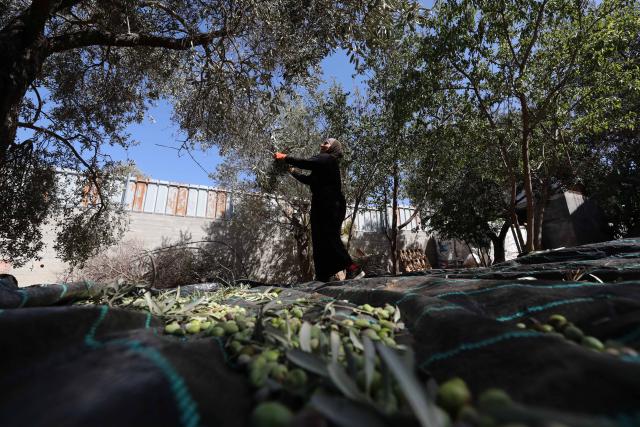 (251021) -- NABLUS, Oct. 21, 2025 (Xinhua) -- A Palestinian collects olives at Salem village near the West Bank city of Nablus, Oct. 21, 2025. (Photo by Nidal Eshtayeh/Xinhua)