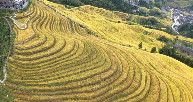 (251022) -- LONGSHENG, Oct. 22, 2025 (Xinhua) -- An aerial drone photo taken on Oct. 22, 2025 shows the Longji Rice Terraces in Longsheng County, south China's Guangxi Zhuang Autonomous Region. (Photo by Pan Zhixiang/Xinhua)