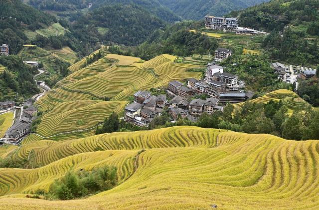 (251022) -- LONGSHENG, Oct. 22, 2025 (Xinhua) -- This photo taken on Oct. 22, 2025 shows the Longji Rice Terraces and a village among the terraces in Longsheng County, south China's Guangxi Zhuang Autonomous Region. (Xinhua/Lu Boan)