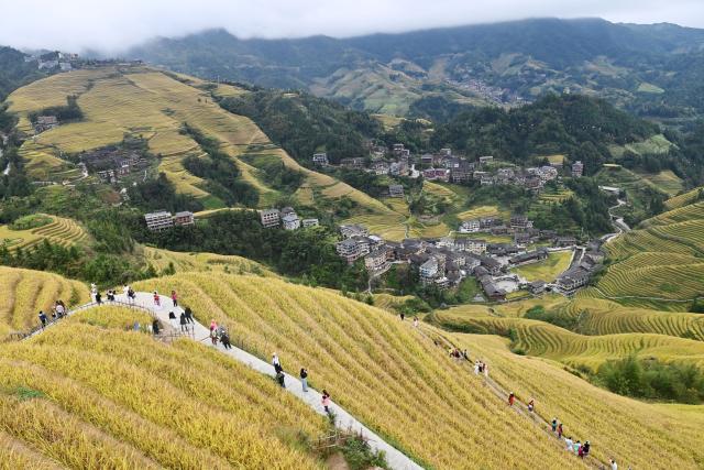 (251022) -- LONGSHENG, Oct. 22, 2025 (Xinhua) -- Tourists enjoy the scenery of the Longji Rice Terraces in Longsheng County, south China's Guangxi Zhuang Autonomous Region, on Oct. 22, 2025. (Xinhua/Lu Boan)