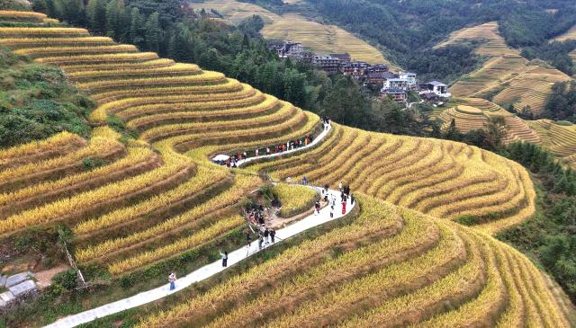 (251022) -- LONGSHENG, Oct. 22, 2025 (Xinhua) -- An aerial drone photo taken on Oct. 22, 2025 shows tourists enjoying the scenery of the Longji Rice Terraces in Longsheng County, south China's Guangxi Zhuang Autonomous Region. (Photo by Pan Zhixiang/Xinhua)