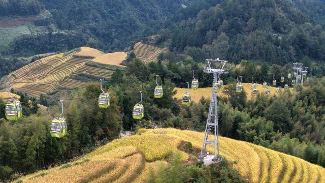 (251022) -- LONGSHENG, Oct. 22, 2025 (Xinhua) -- A drone photo taken on Oct. 22, 2025 shows tourists taking the cable car to enjoy the scenery of the Longji Rice Terraces in Longsheng County, south China's Guangxi Zhuang Autonomous Region. (Photo by Pan Zhixiang/Xinhua)