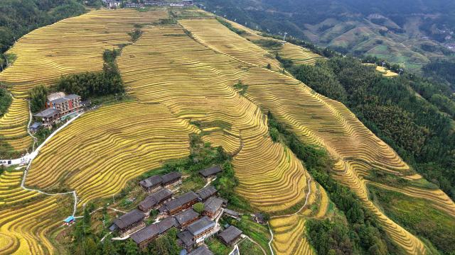 (251022) -- LONGSHENG, Oct. 22, 2025 (Xinhua) -- An aerial drone photo taken on Oct. 22, 2025 shows the Longji Rice Terraces and a village among the terraces in Longsheng County, south China's Guangxi Zhuang Autonomous Region. (Photo by Pan Zhixiang/Xinhua)