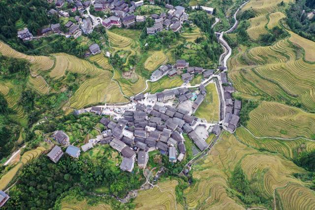 (251022) -- LONGSHENG, Oct. 22, 2025 (Xinhua) -- An aerial drone photo taken on Oct. 22, 2025 shows the Longji Rice Terraces and a village among the terraces in Longsheng County, south China's Guangxi Zhuang Autonomous Region. (Xinhua/Lu Boan)