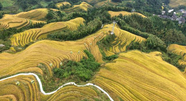 (251022) -- LONGSHENG, Oct. 22, 2025 (Xinhua) -- An aerial drone photo taken on Oct. 22, 2025 shows the Longji Rice Terraces in Longsheng County, south China's Guangxi Zhuang Autonomous Region. (Photo by Pan Zhixiang/Xinhua)