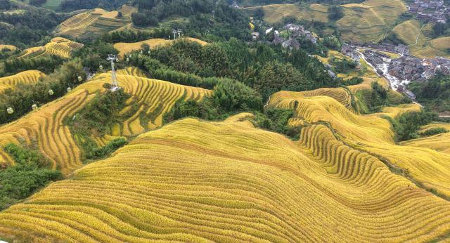(251022) -- LONGSHENG, Oct. 22, 2025 (Xinhua) -- An aerial drone photo taken on Oct. 22, 2025 shows the Longji Rice Terraces in Longsheng County, south China's Guangxi Zhuang Autonomous Region. (Photo by Pan Zhixiang/Xinhua)