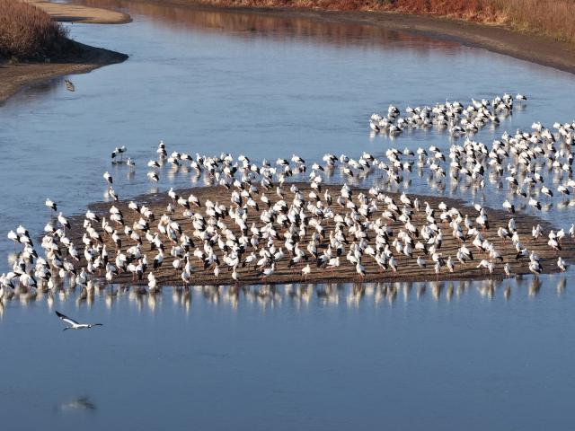 (251022) -- HARBIN, Oct. 22, 2025 (Xinhua) -- A drone photo taken on Oct. 22, 2025 shows oriental white storks resting at a wetland along the Songhua River in northeast China's Heilongjiang Province. At present, a large number of migratory birds have gathered in various migratory bird habitats across the province and moved southward. (Photo by Geng Xiqing/Xinhua)