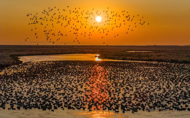 (251022) -- HARBIN, Oct. 22, 2025 (Xinhua) -- A drone photo taken on Oct. 22, 2025 shows migratory birds at Naoli River national natural reserve in northeast China's Heilongjiang Province. At present, a large number of migratory birds have gathered in various migratory bird habitats across the province and moved southward. (Photo by Sheng Jingli/Xinhua)